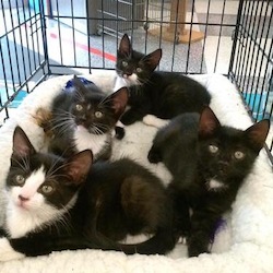 Petco sell cats clearance
