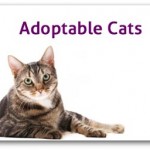 View Adoptable Cats