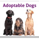 adoptable_dogs