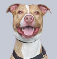 Jack, a large, happy, always-smiling pit bull.