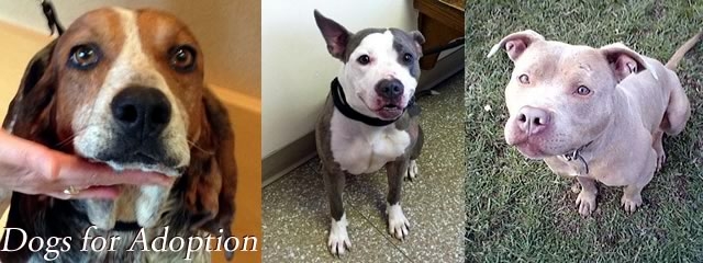 Small Dog Animal Rescue Nj Small Dog Animal Rescue Nj