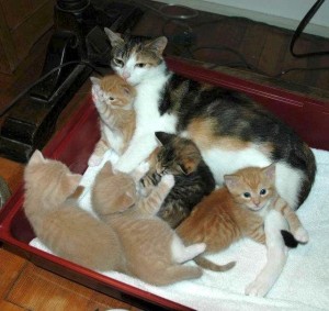 kittens with their mama