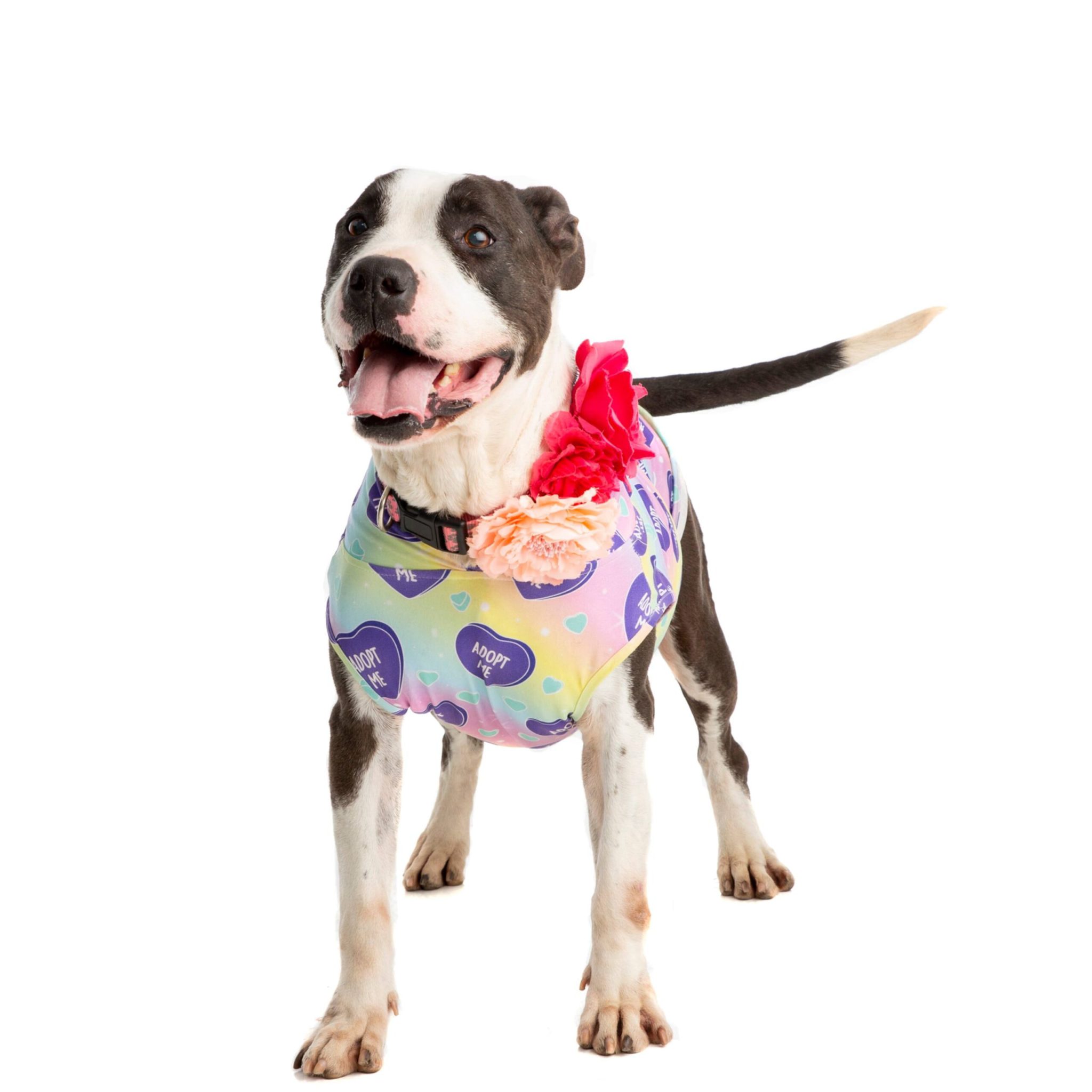 Pet Adoption in Montclair NJ PAWS Montclair Inc.